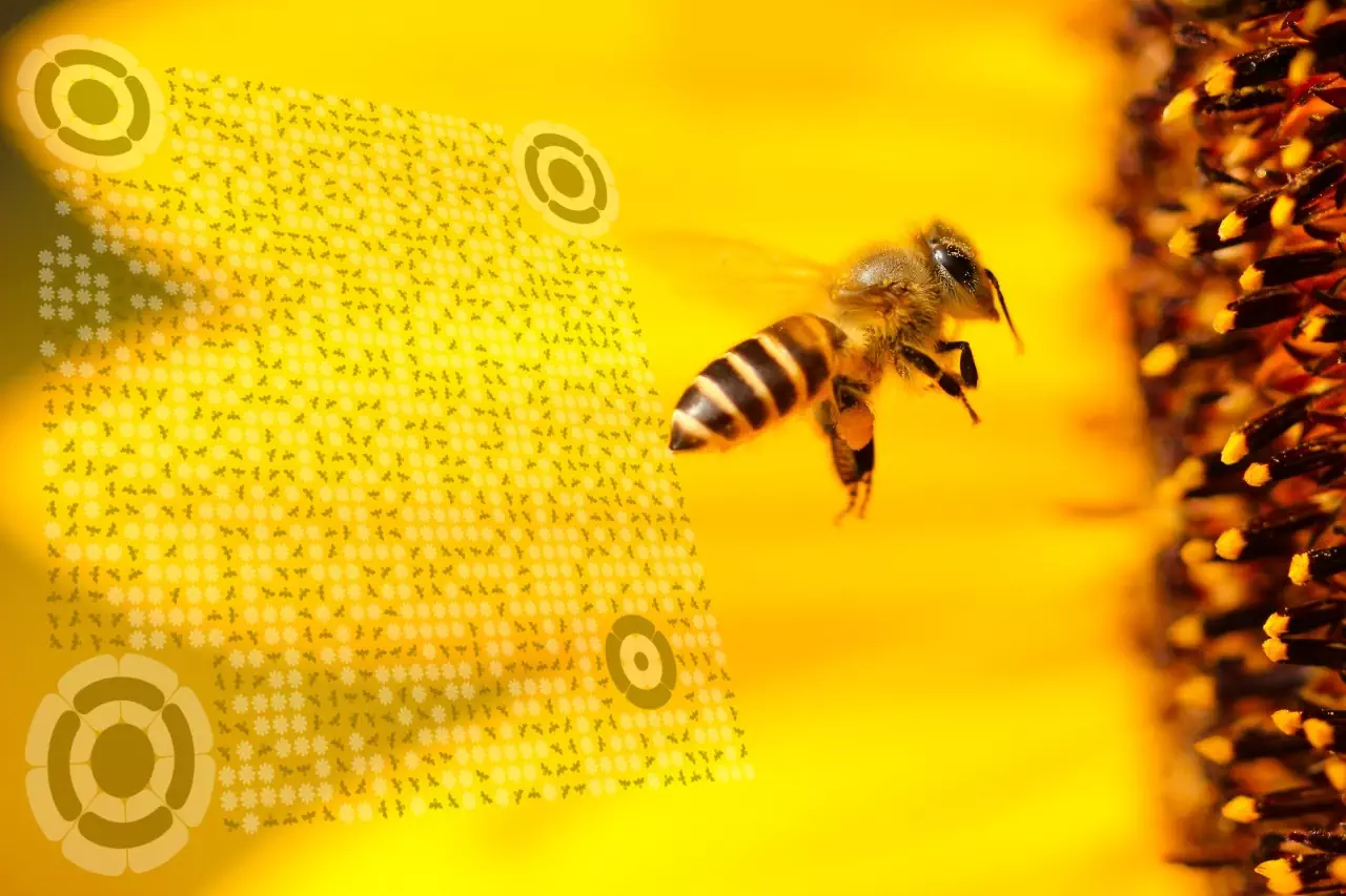 QrcodeLab online qr code generator - qr code image editor - bee theme qr code with bee close-up on sunflower